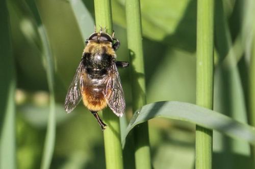 Réf. 255 626 : Merodon equestris